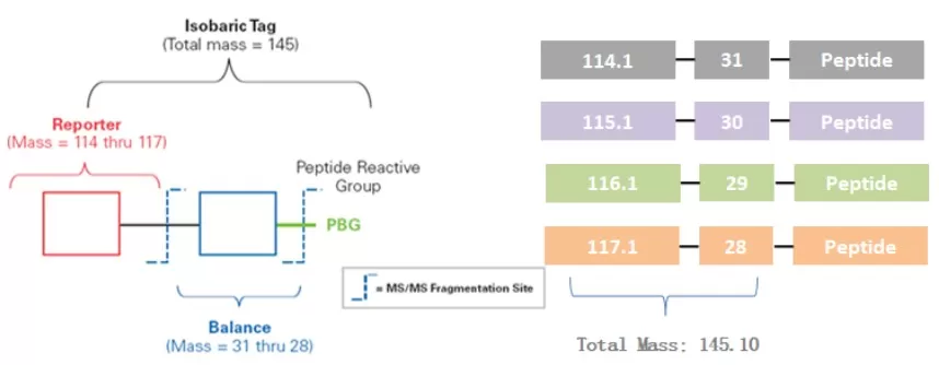 Figure 7: Composition of TMT Tags